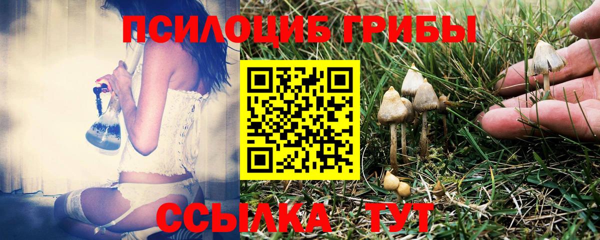 Псилоцибиновые грибы GOLDEN TEACHER  Вход с VPN  Галлюциногенные грибы Psilocybine cubensis  Выборг 
